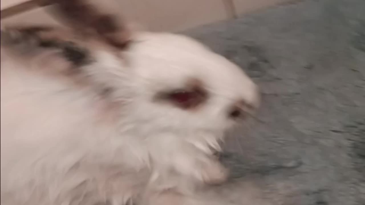 Mrbuttons got his first bath 🛁 today
