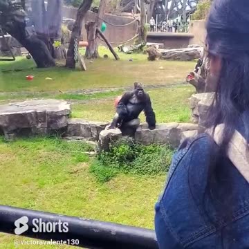 amazing animal SF Zoo