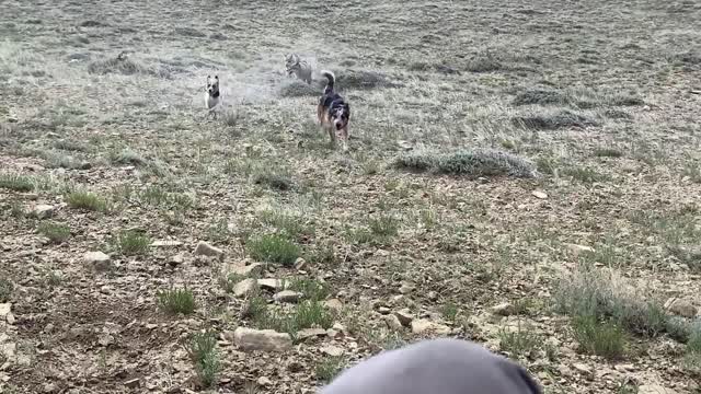 2 Dogs Hunting 3 Predator