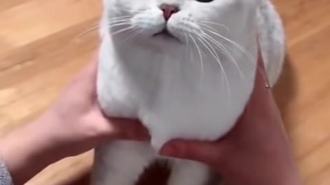 Funny Cat video