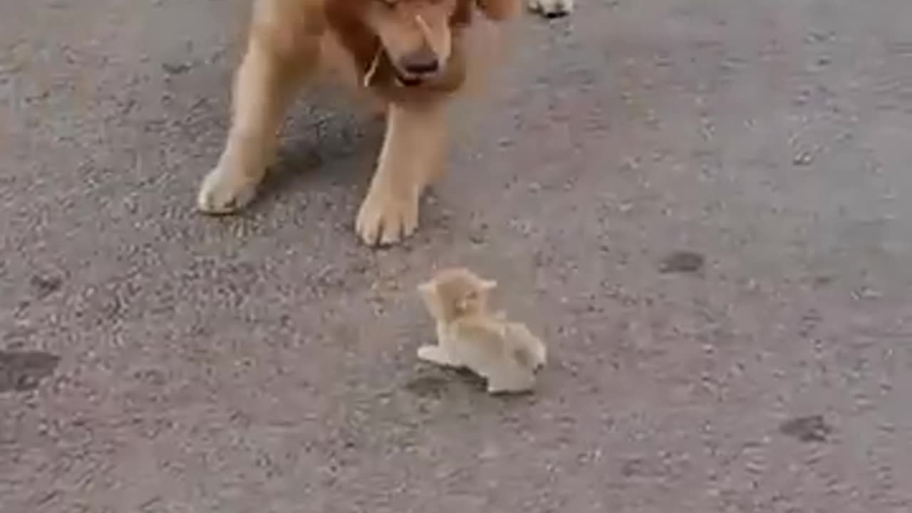 Respect! Dog vs Kitten serious moodRespect!