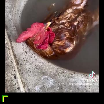 VÍDEO: Galo se refresca em pia e viraliza na web