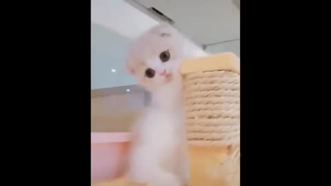 You will love cats it's so cute 🥰