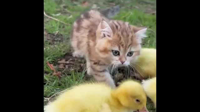 Cute Animal Funny Video 🥰