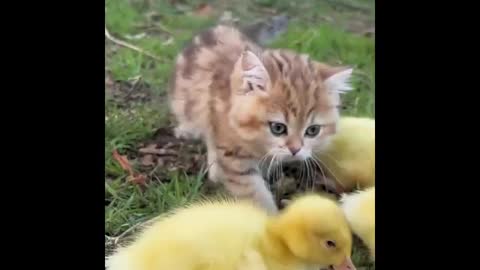 Cute Animal Funny Video 🥰