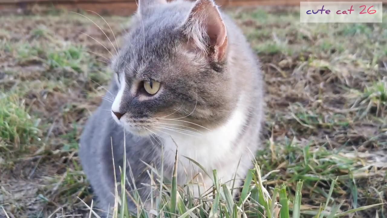 kucing lucu | koleksi darikucing kucing lucu