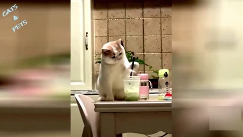 Cat Funny videos 2023