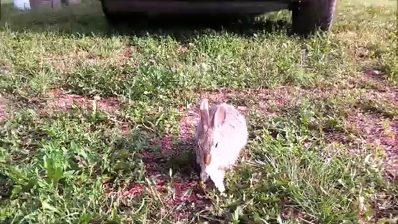 Brimming With Bunnies - Bumper "Crop" This Year!