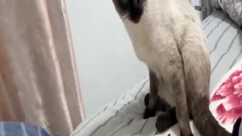 new Funniest animals 2023 😂 Best funny cats and dogs 😺🐶