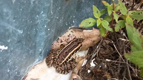 Pickerel Frog