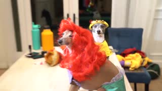 halloween costumes