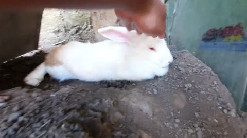 Rabbit | Moana is Shy of the Camera, So as Niko-18