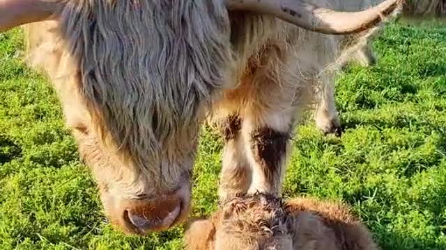 Buttercup and baby Aggie