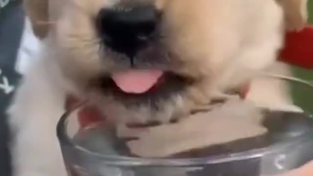 ADORABLE PUP. PLANNING TO ESCAPE EXCUSE ME. WILL YOU STOP BEING CUTE?
