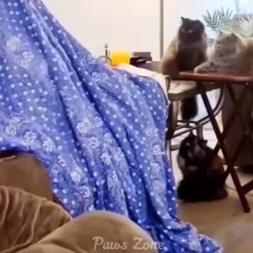 Funny animals videos cats 🐈🤣 2023