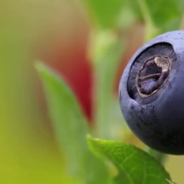 The Mighty Olive A Treasure Trove of Health Benefits