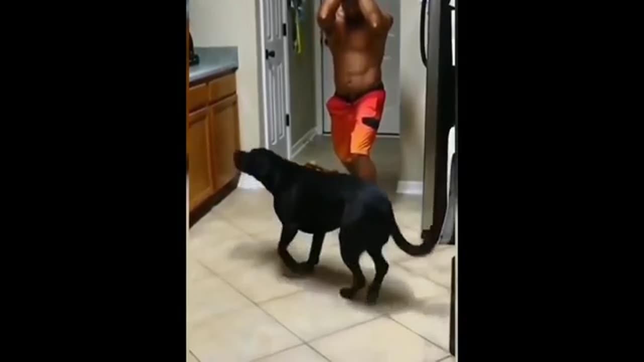 Animal Funny video