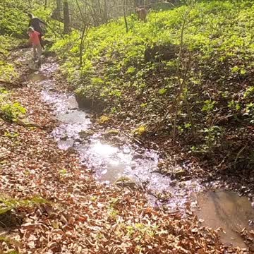 Dog in Jungel with 2 Girls