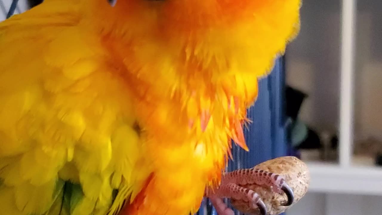 🦜 Baby Parrot Protects His Peanut 🥜