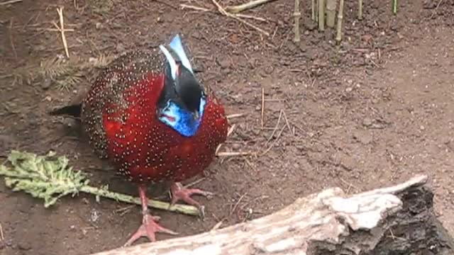 frontal courtship of a tragopan satyra🦜🐦😍🦜🐦🐦🐦🐦