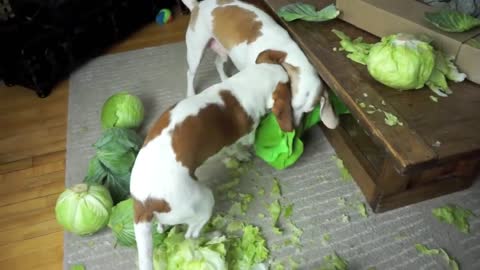 Dogs vs Annoying Cabbage Prank Funny Dogs Maymo, Potpie & Penny