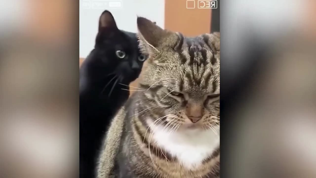 Best Animal Videos | Funny Cats Videos