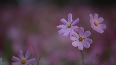 Small purple flowers