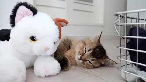 Here is the reaction of a kitten surrounded by lots of toys