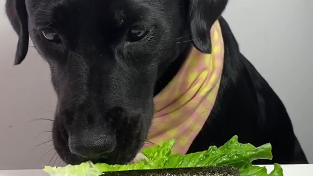 A dog is having lunch