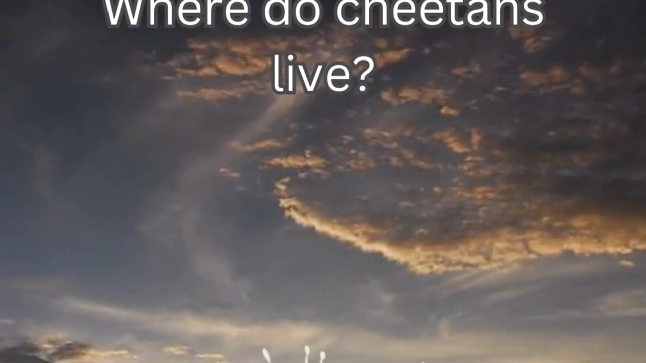 Cheetah Fact 4 - Where do cheetahs live?