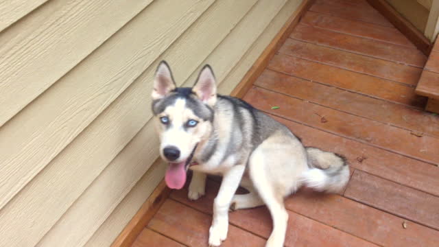 Compilation shows Husky puppy struggling to catch a ball