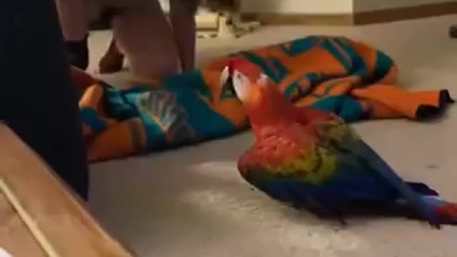 Parrot screams During peekaboo |