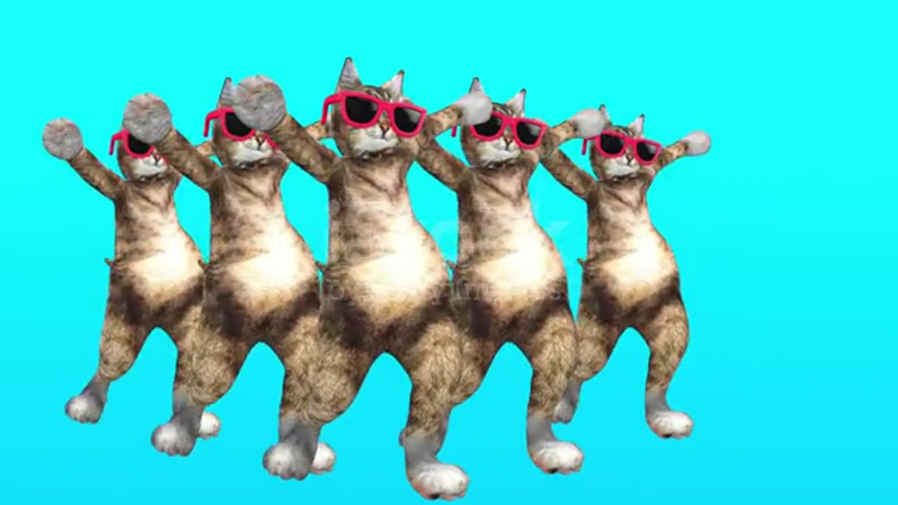 Cat dance