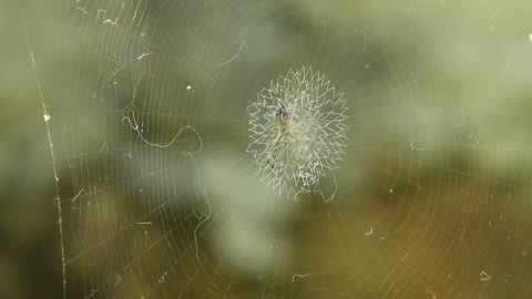 Spectacular spider net