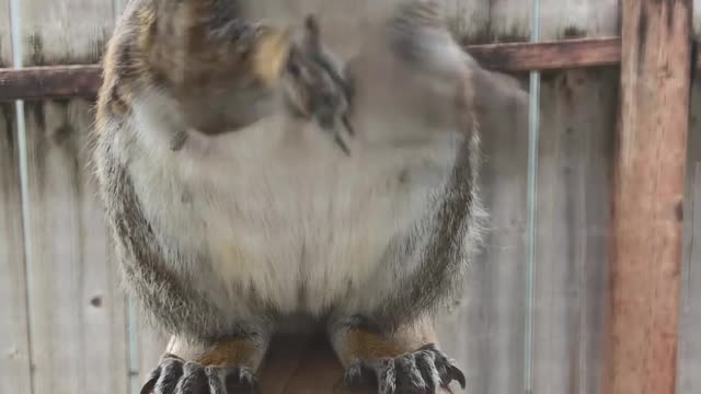 Our Neighborhood Squirrel Stops By For Breakfast