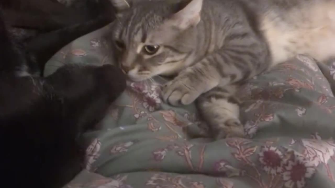 Cat in Disbelief Of Dogs Breath 😲