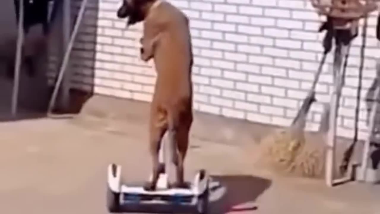Funny animals