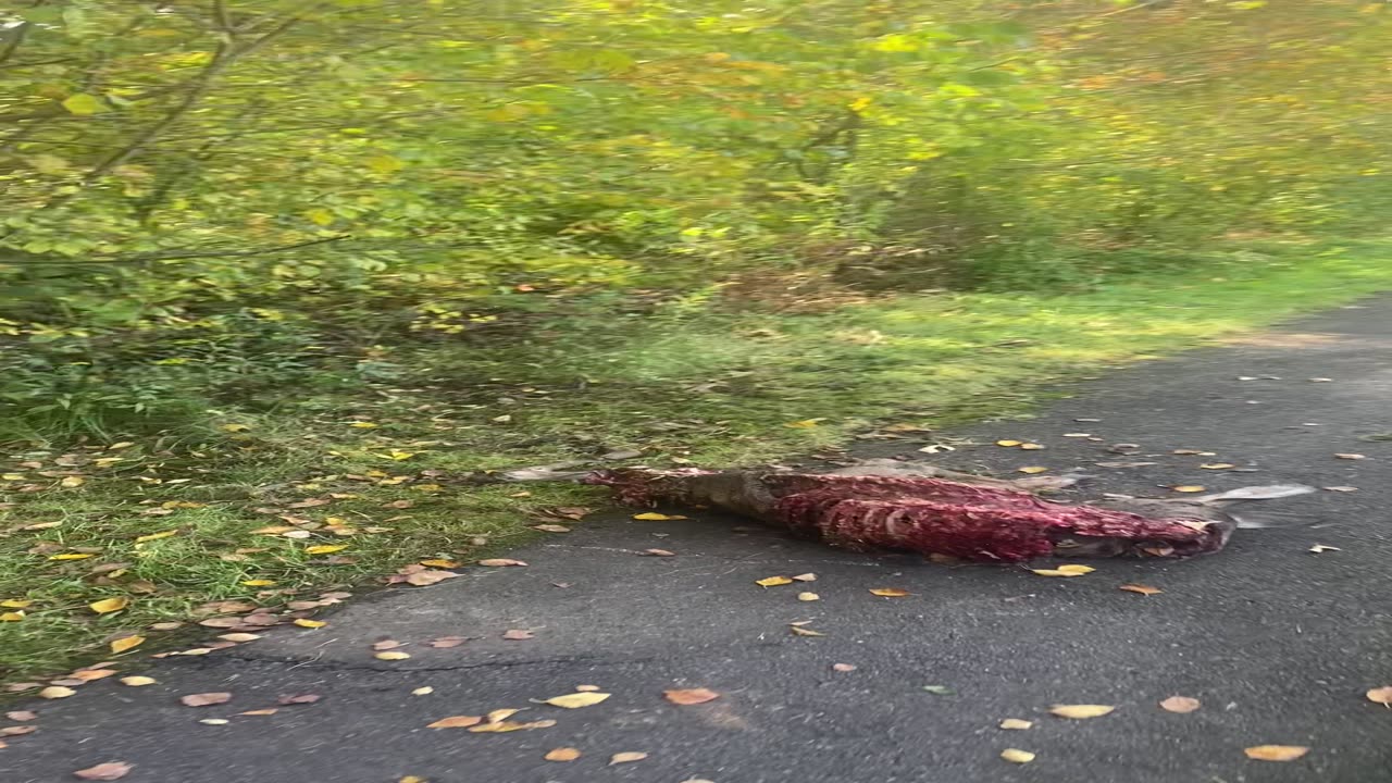 Dead deer carcass while walking in the park!