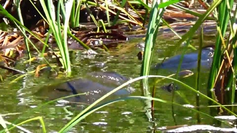 Turtle killing and eating a fish