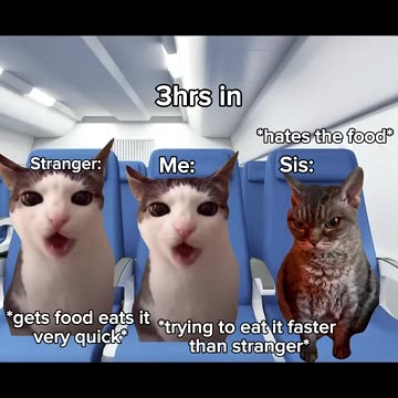 Cat Memes 2024 in plane