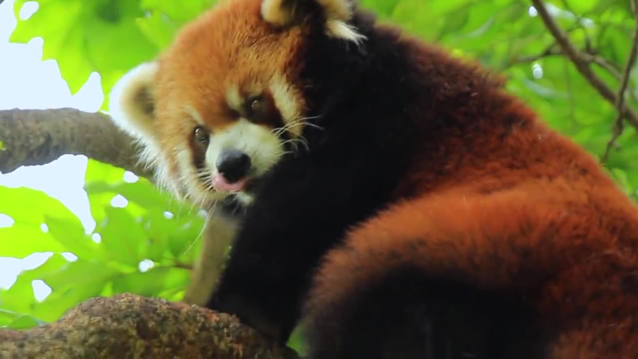 Too high, red panda