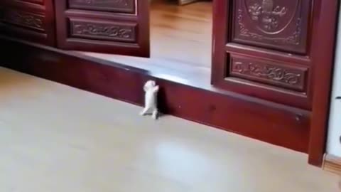 New Funny Animals 😂 Funniest Cats and Dogs Videos 😺🐶 2023