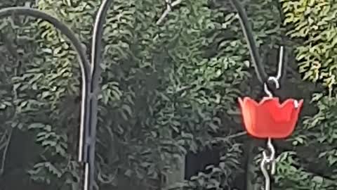 Hanging around...Hummingbird