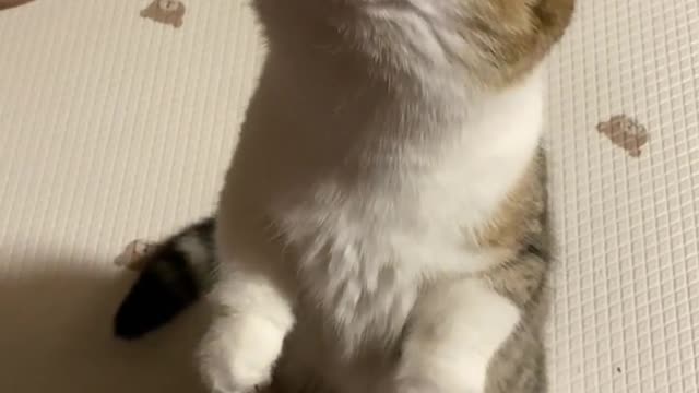 사랑하는 고양이