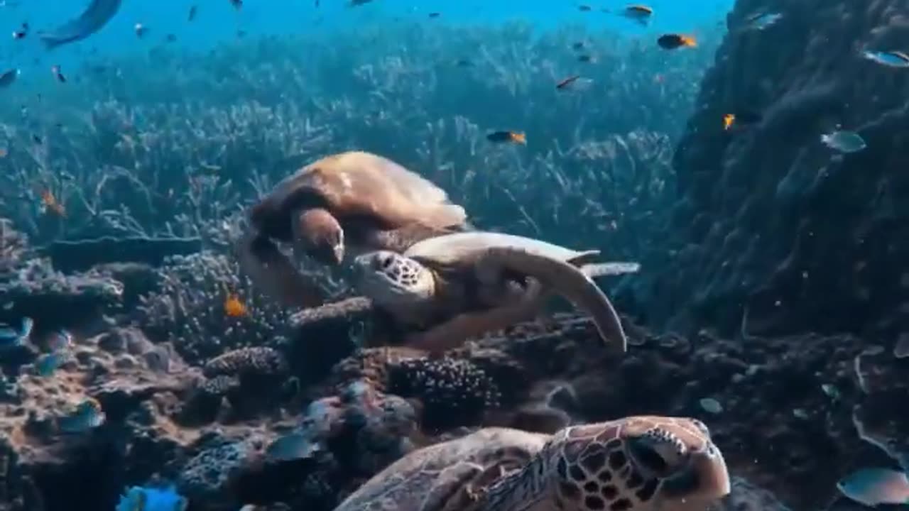 Turtle 🐢|| Fish 🐟|| Sea|| Water||Aquatic Animals#nature#naturesounds#viral#fish#turtles#shortsvideo