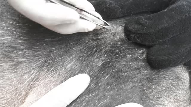 Save Poor Dog By Removing All Ticks From Their Ear