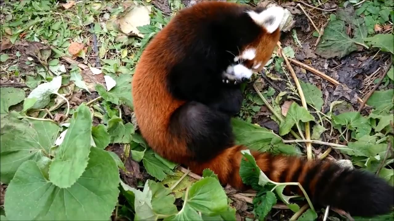 Funny RED PANDA❤❤