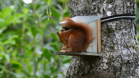 Squirrel Red Nager Cute Nature Rodent Garden Eat