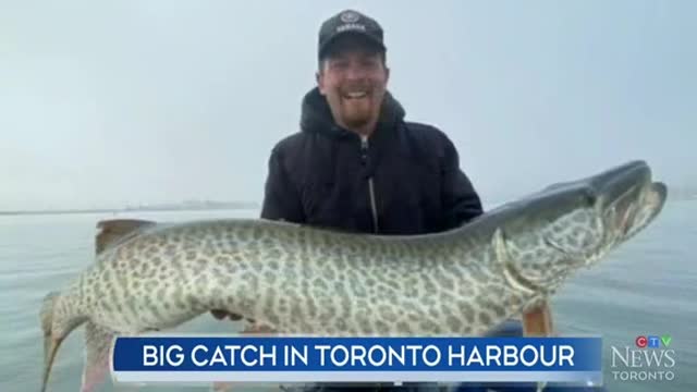 A local man fished a huge 43-inch civet cat in Toronto harbor. Due to the loss of habitat in history