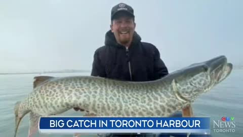 A local man fished a huge 43-inch civet cat in Toronto harbor. Due to the loss of habitat in history